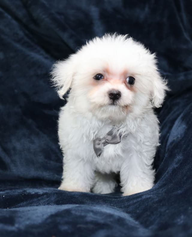 Maltese Puppies media 2