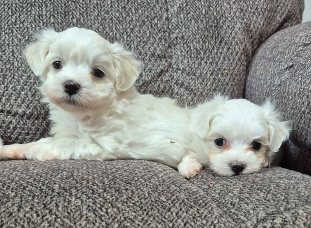 Maltese Puppies media 3