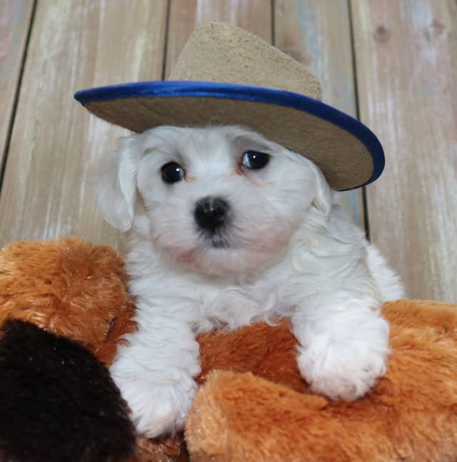 Maltese Puppies media 4