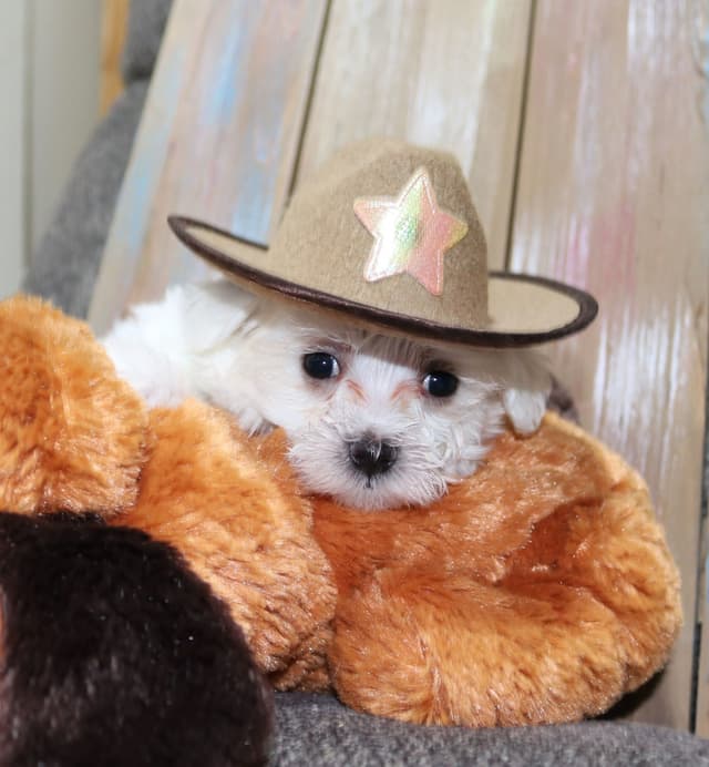 Maltese Puppies media 5