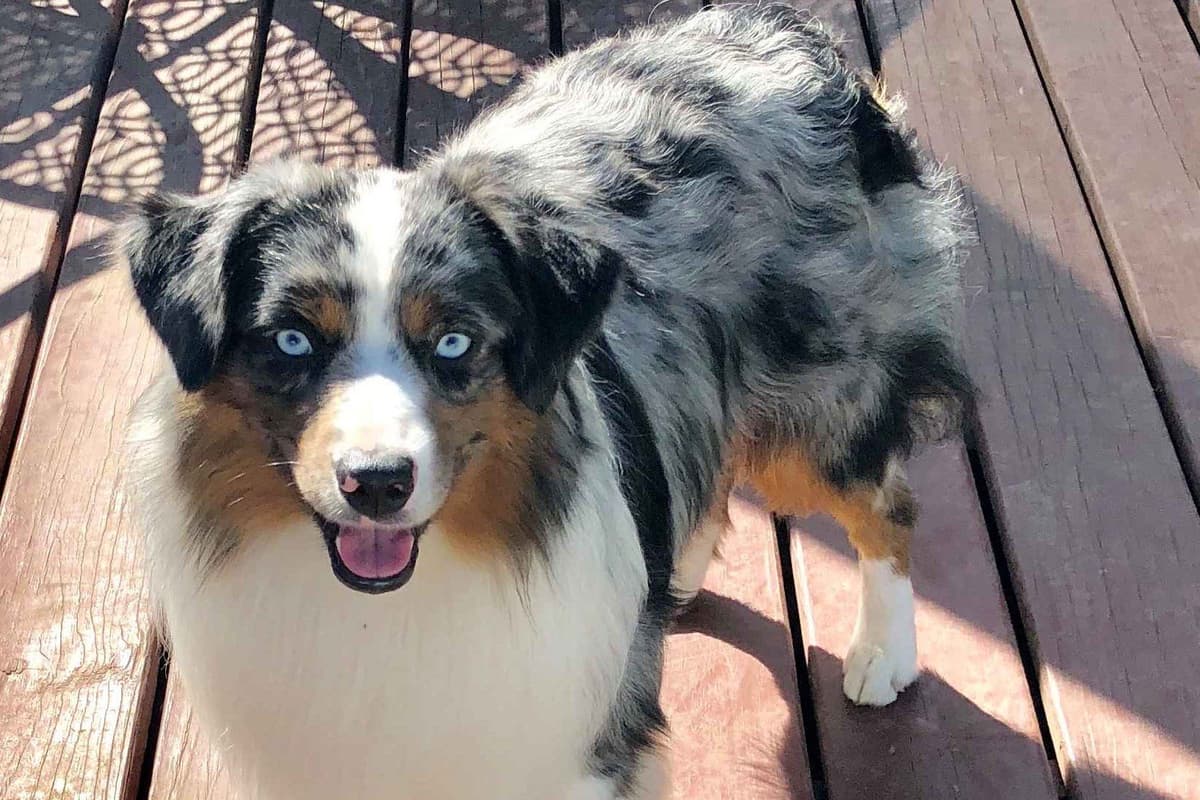 Miniature American Shepherd Puppies breeder image 1