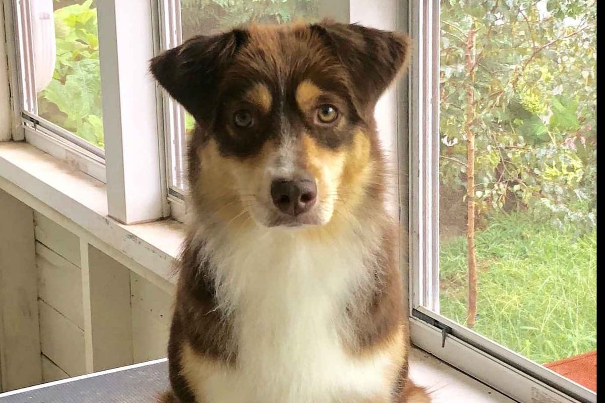 Miniature American Shepherd Puppies breeder image 4