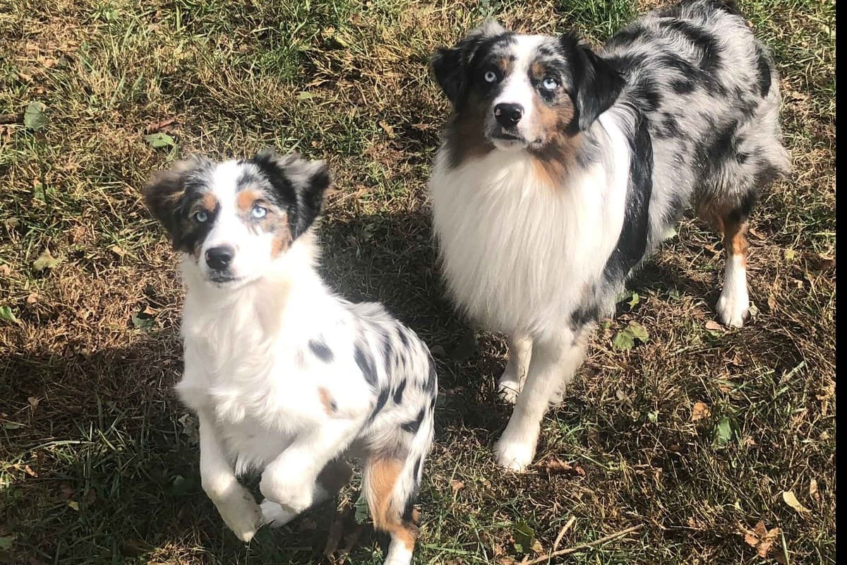 Miniature American Shepherd Puppies breeder image 5