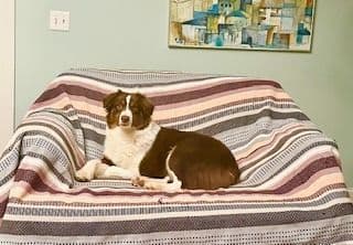Miniature American Shepherd Puppies media 2
