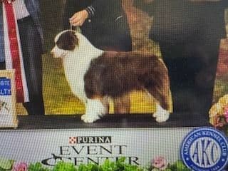 Miniature American Shepherd Puppies media 3