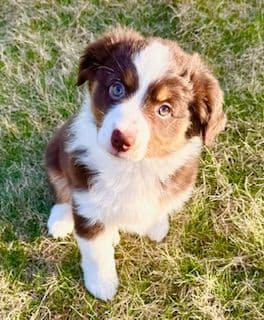 Miniature American Shepherd Puppies media 4