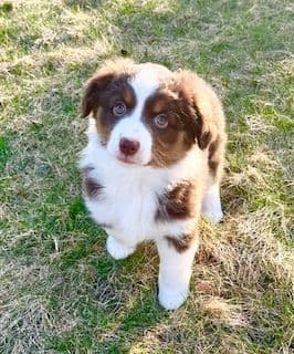 Miniature American Shepherd Puppies media 5