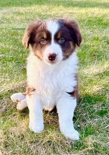 Miniature American Shepherd Puppies media 6