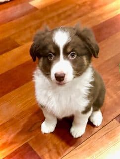 Miniature American Shepherd Puppies media 7