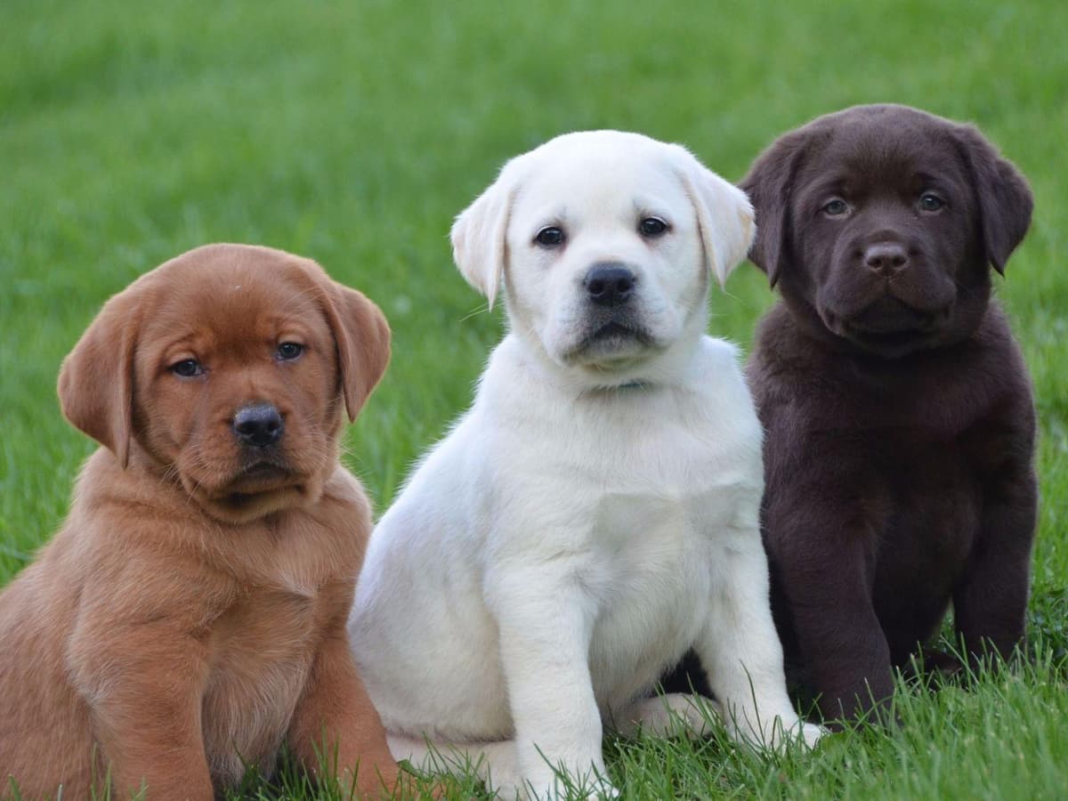 English Yellow/Red Lab Puppy breeder image 1
