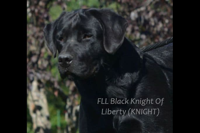 English Yellow/Red Lab Puppy breeder image 3
