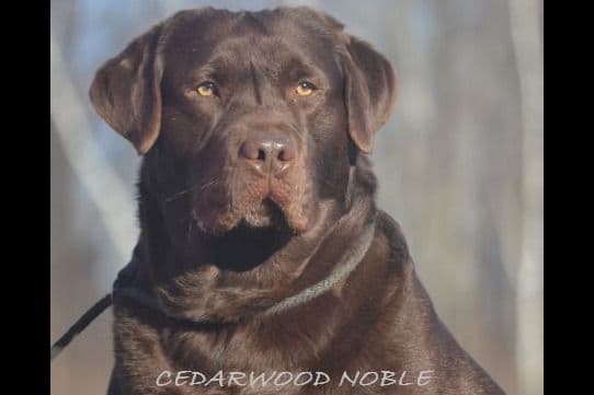 English Yellow/Red Lab Puppy breeder image 4