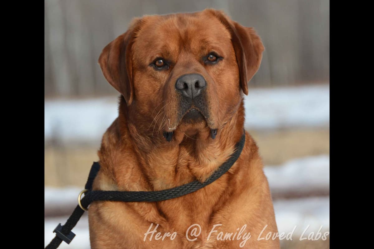 English Yellow/Red Lab Puppy breeder image 5