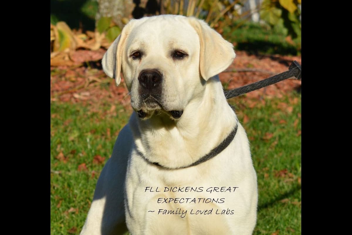 English Yellow/Red Lab Puppy breeder image 6