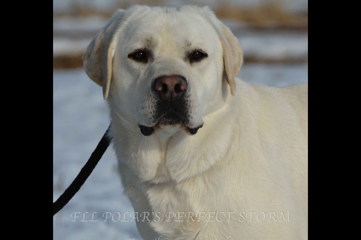 English Yellow/Red Lab Puppy breeder image 7