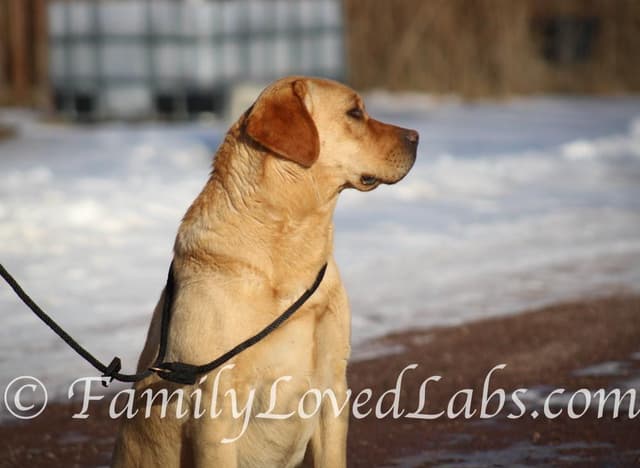 English Black Lab Puppies media 3