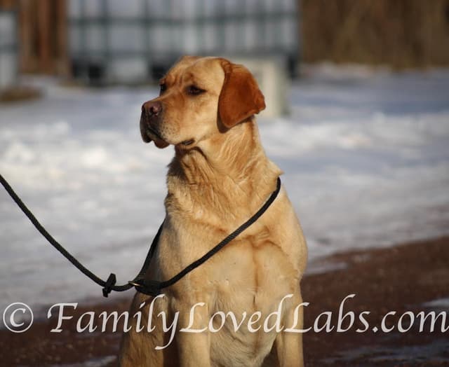 English Black Lab Puppies media 5