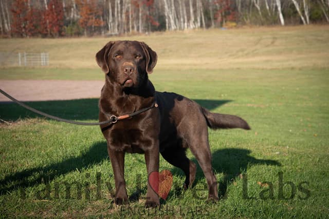 English Black Lab Puppies media 6