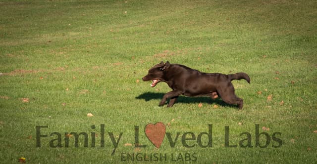 English Black Lab Puppies media 7