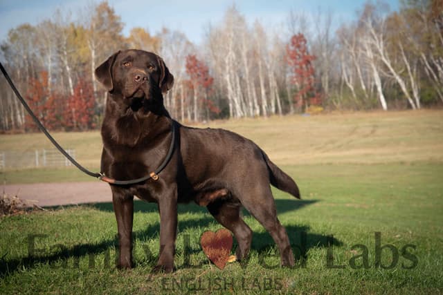 English Black Lab Puppies media 8