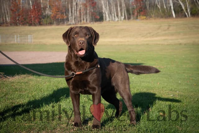 English Black Lab Puppies media 9