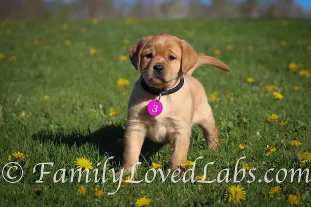 English Yellow/Red Lab Puppy media 2