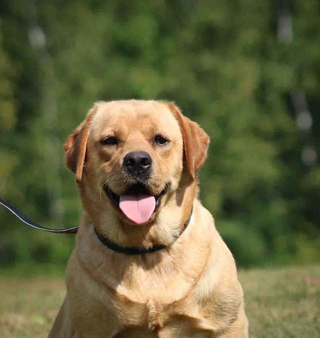 English Yellow/Red Lab Puppy media 5