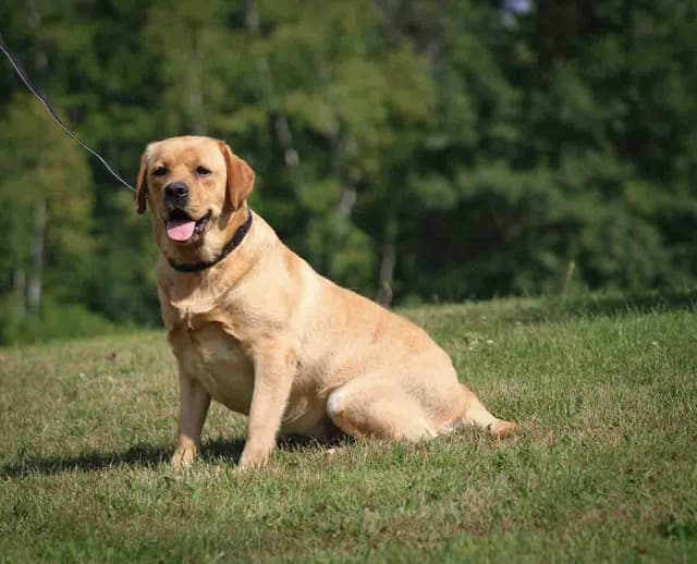 English Yellow/Red Lab Puppy media 4