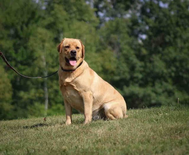 English Yellow/Red Lab Puppy media 6
