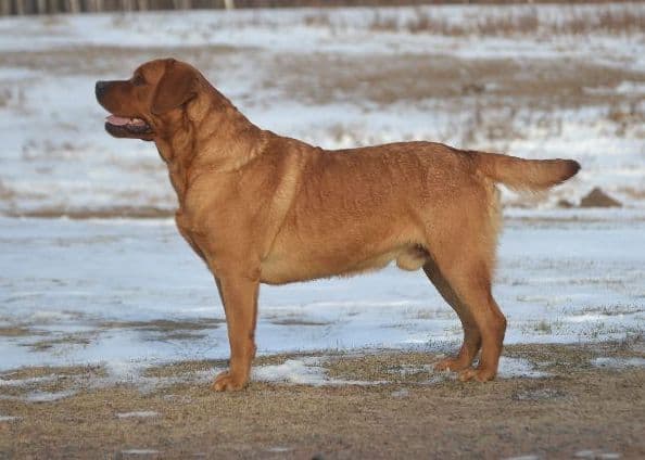 English Yellow/Red Lab Puppy media 7