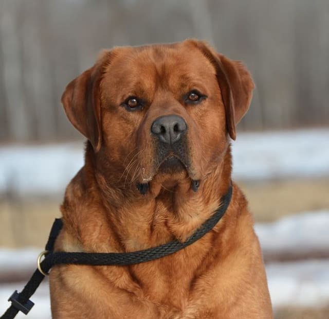 English Yellow/Red Lab Puppy media 8