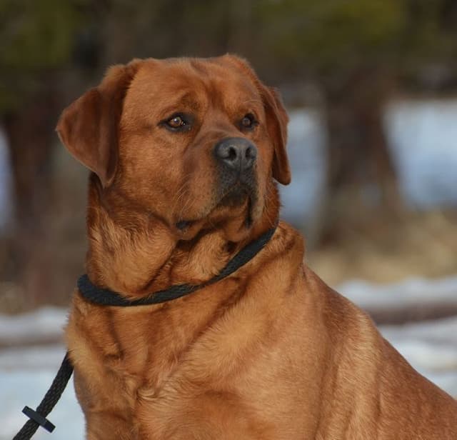 English Yellow/Red Lab Puppy media 9
