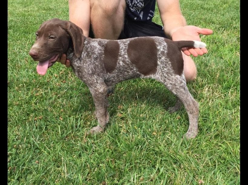 German Shorthaired Pointer Puppies breeder image 3