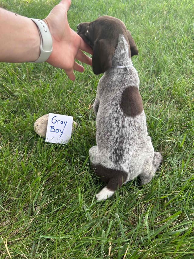 German Shorthaired Pointer Puppies media 9