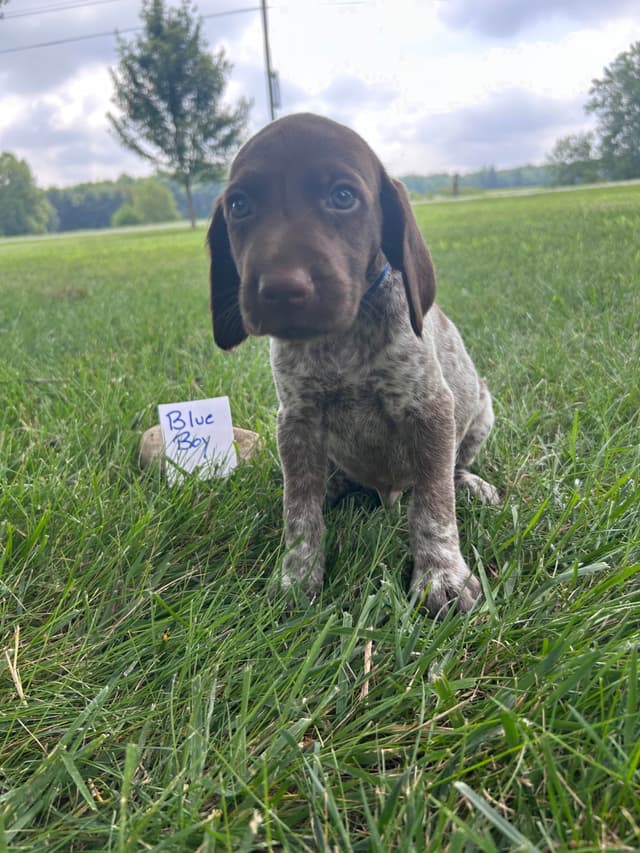 German Shorthaired Pointer Puppies media 2