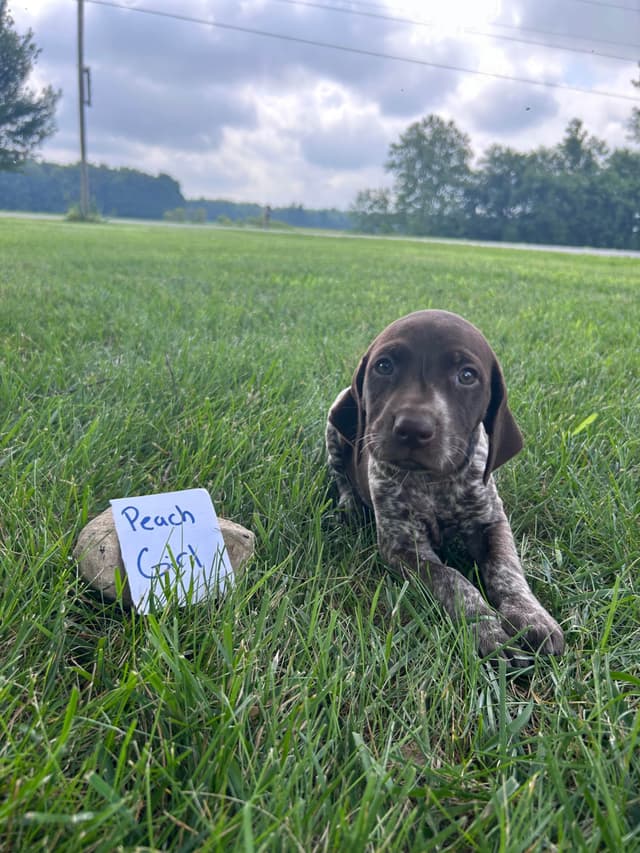 German Shorthaired Pointer Puppies media 3