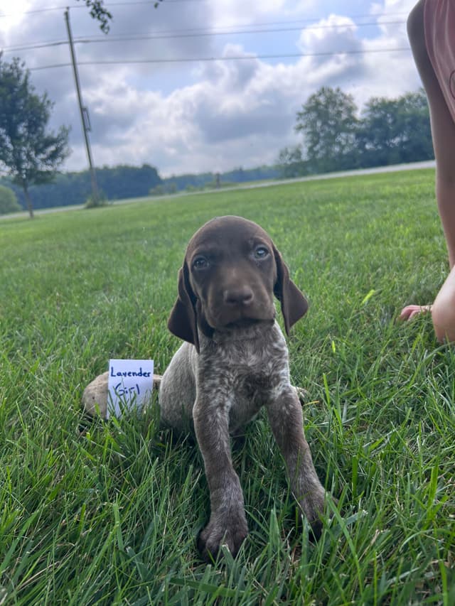German Shorthaired Pointer Puppies media 4