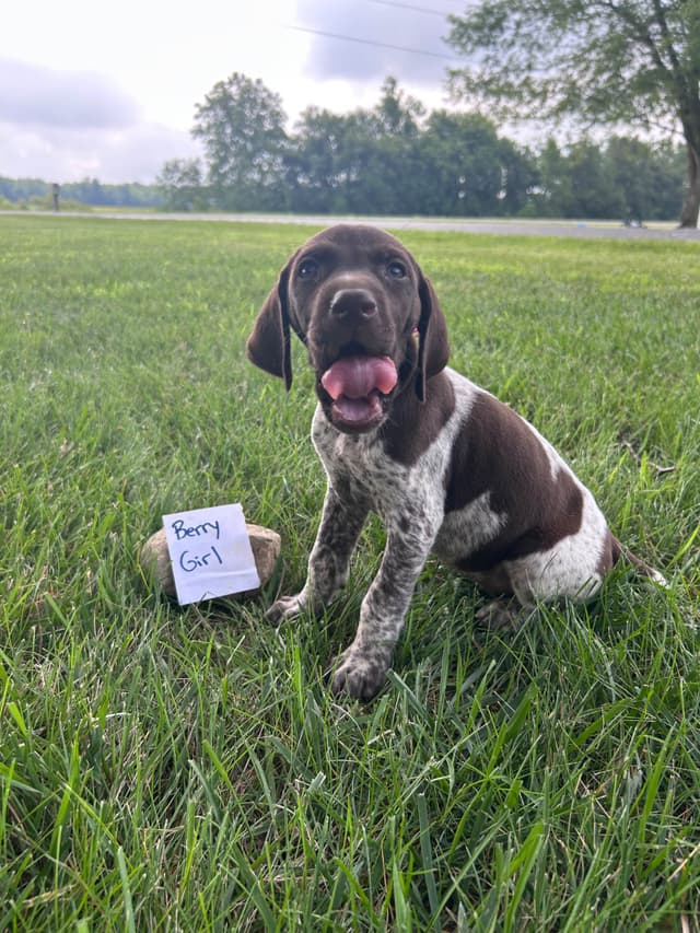 German Shorthaired Pointer Puppies media 5