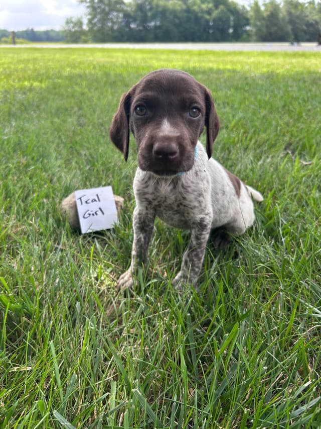 German Shorthaired Pointer Puppies media 7