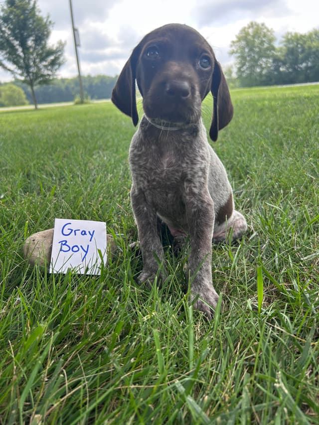 German Shorthaired Pointer Puppies media 10