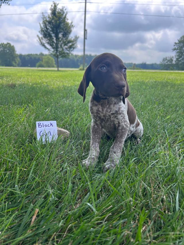 German Shorthaired Pointer Puppies media 11