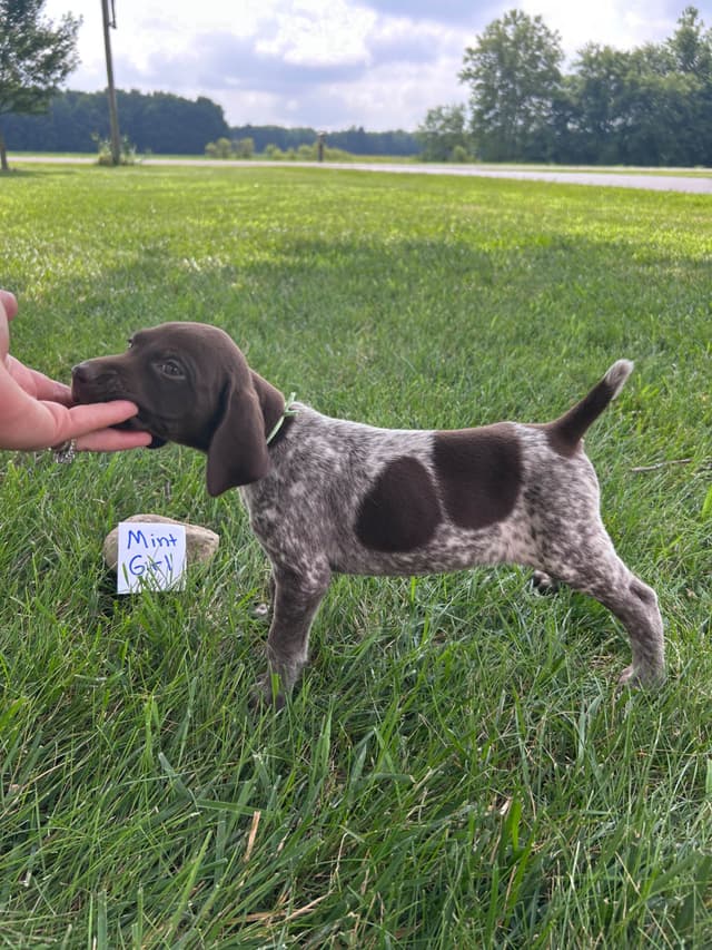German Shorthaired Pointer Puppies media 15