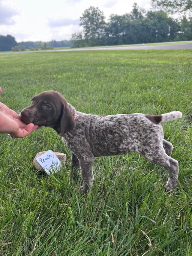 German Shorthaired Pointer Puppies media 8