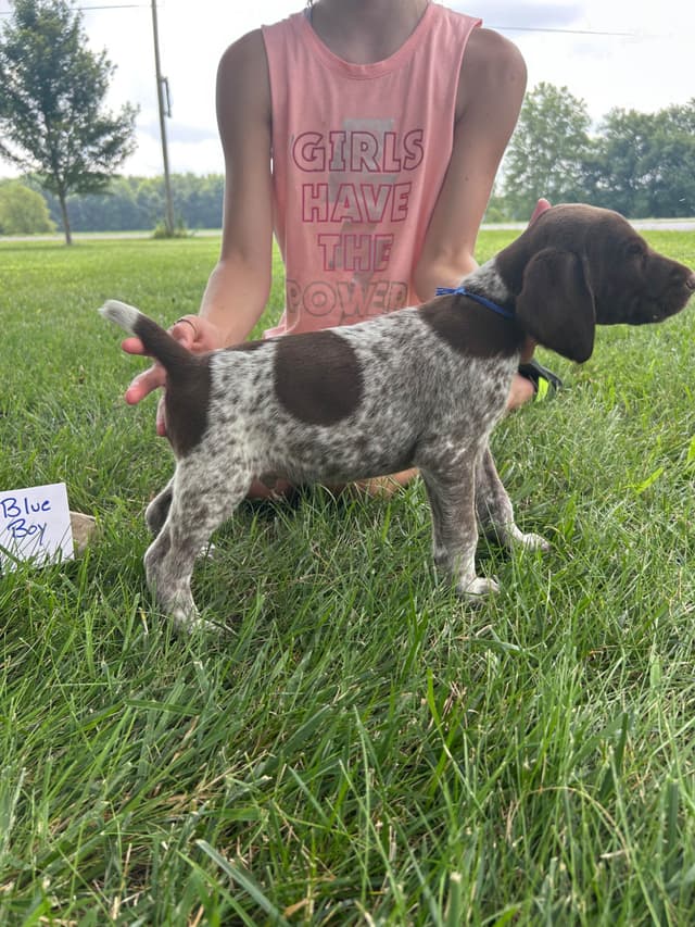 German Shorthaired Pointer Puppies media 13