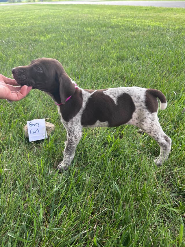 German Shorthaired Pointer Puppies media 12