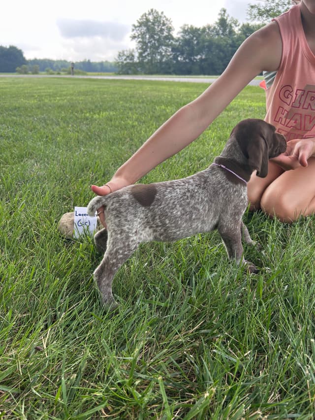 German Shorthaired Pointer Puppies media 14