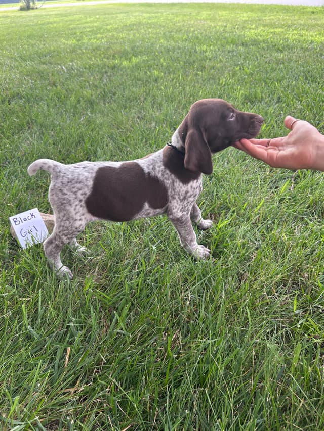 German Shorthaired Pointer Puppies media 6