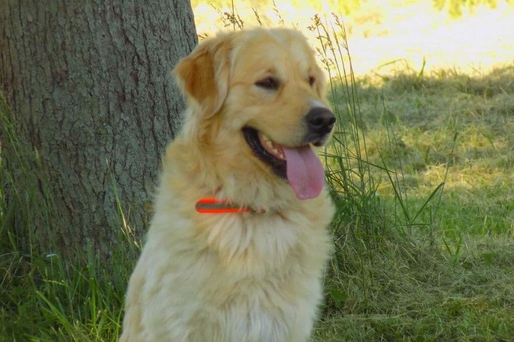 Golden Retriever Puppies breeder image 7