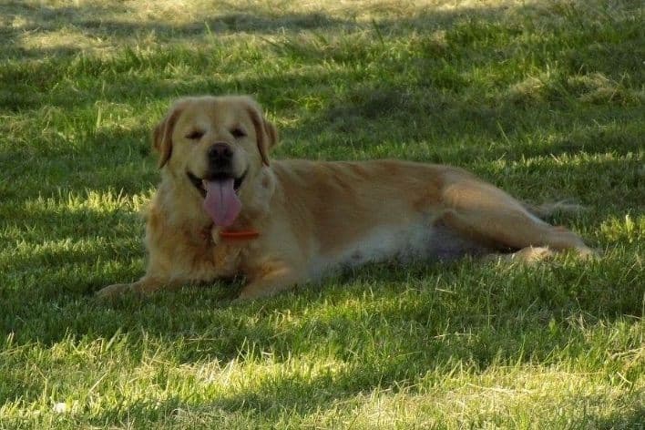 Golden Retriever Puppies breeder image 8