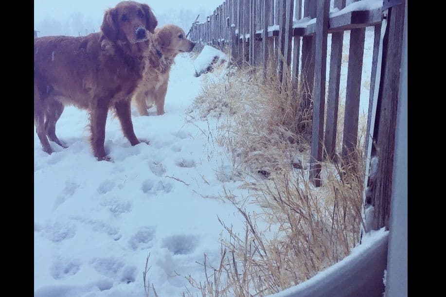 Golden Retriever Puppies breeder image 3
